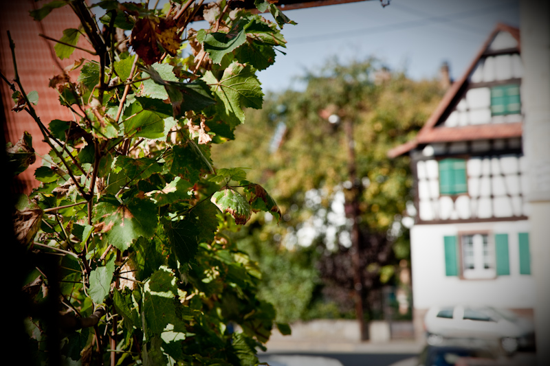 Vigne de Weyersheim © Madeos