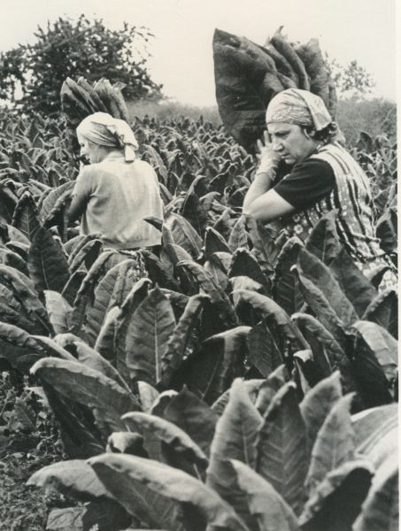 Récolte du tabac à Hoerdt en 1981 ©Hoerdt, images d