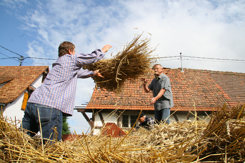 Battage du blé à la maison archaïque en août 2014 ©Commune de Weyersheim
