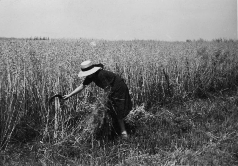 La moisson à la faucille