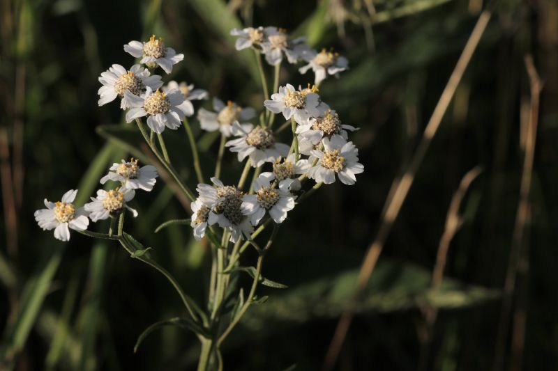 Achillée sternutatoire ©Laurent Waeffler