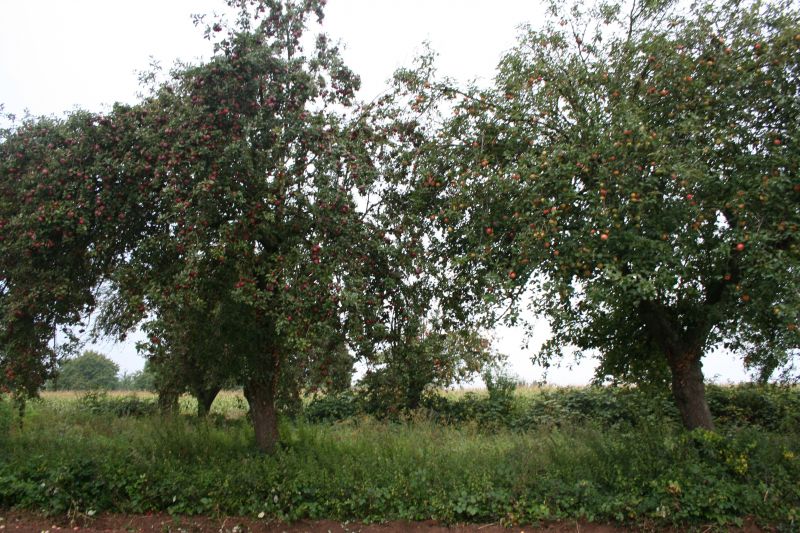 Fruitiers isolés du ried ©CCBZ