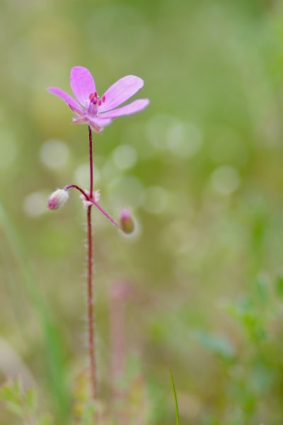 Géranium Herbe à Robert ©Sylvianne Stehly