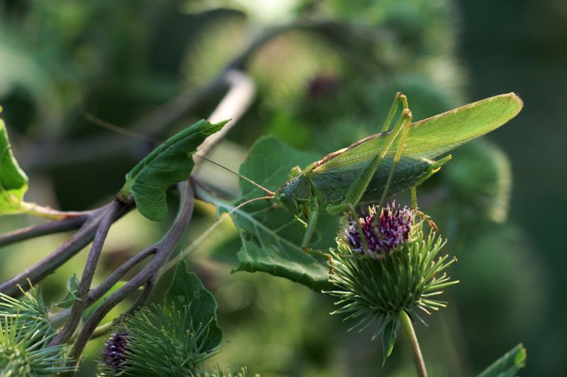 Grande sauterelle verte ©Laurent Waeffler