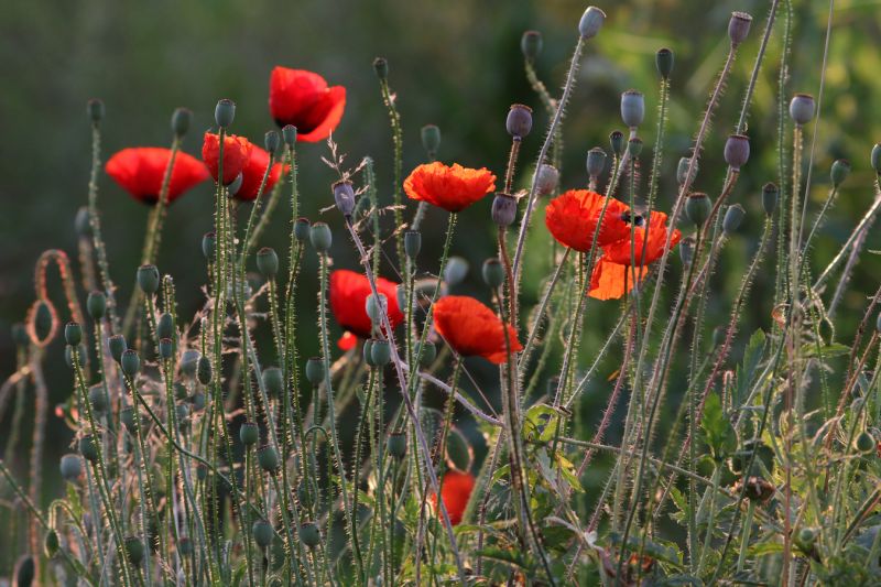 Cocquelicot ©Laurent Waeffler