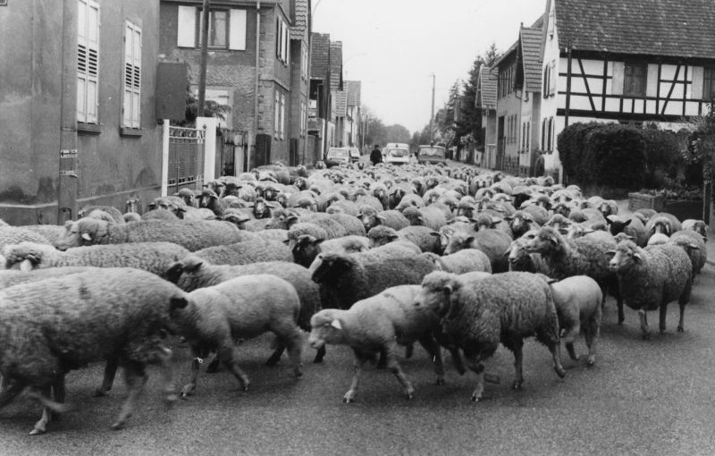 En route pour les pâtures (rue du Général de Gaulle à Geudertheim) ©Geudertheim, le grenier aux images, Carré Blanc Editions, 2005, coll. Mémoires de vies ® 