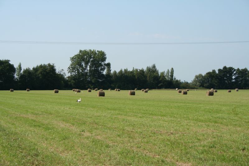 Les prés de Geudertheim de nos jours ©CCBZ