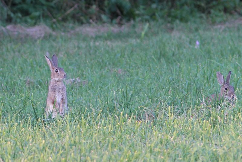 Lapin de Garenne ©Laurent Waeffler