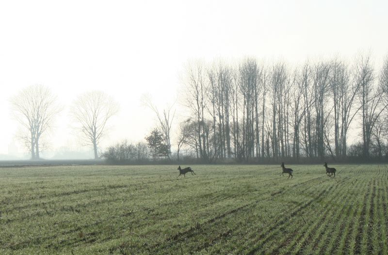 Sortie dans les champs pour ces chevreuil européen ©CCBZ