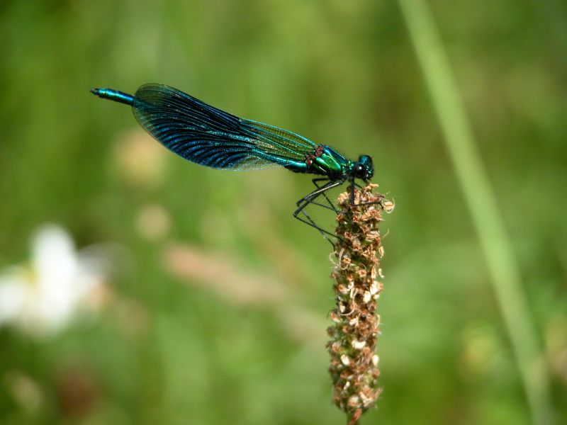 Caloptéryx splendide mâle (demoiselle) ©Sylvianne Stehly