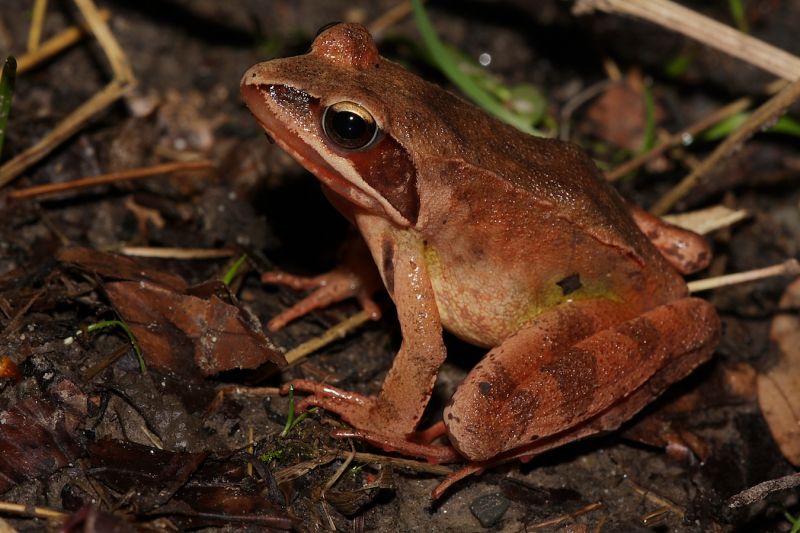 Grenouille agile ©Laurent Waeffler