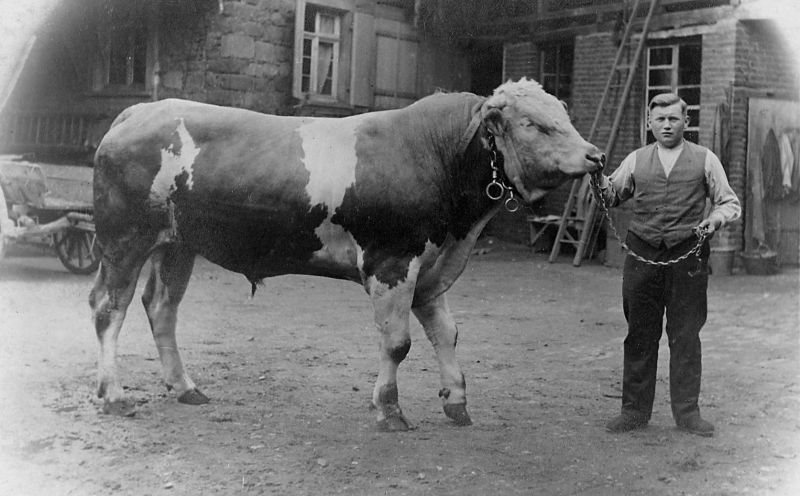 Le taureau de Charles Roser de Geudertheim destiné à la saillie naturelle (vers 1950)