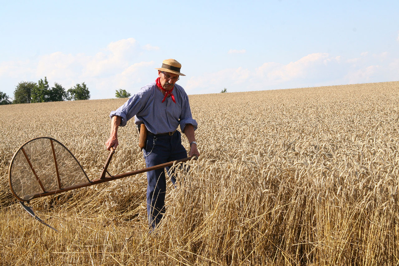 Moisson traditionnelle à la faucille © Commune de Weyersheim