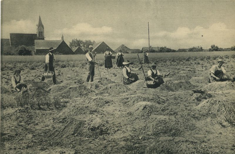 Asperges hoerdtoises en 1928 © Hoerdt, images d