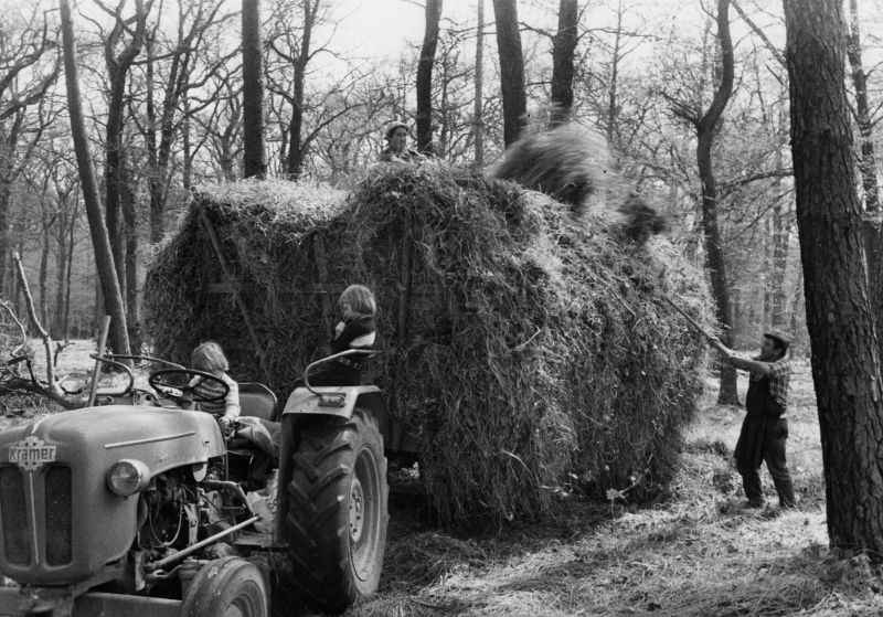 Ramassage de litière (Streuetrach) pour les animaux par la famille Roser de Geudertheim (1984) 