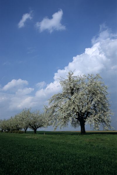 Verger au Rebberg de Weyersheim © Frédéric Godard