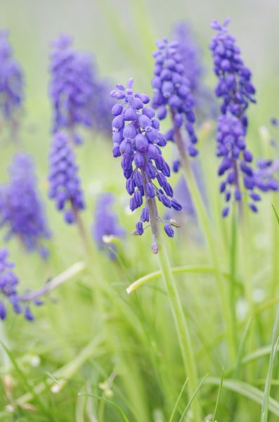 Groupement de Muscari botryoides égayant le sol du vignoble © Sylvianne Stehly