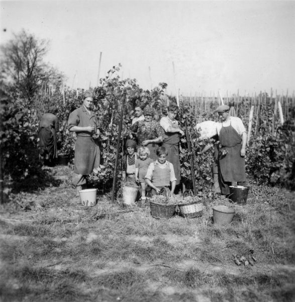 La famille Hamm de Geudertheim aux vendanges © Geudertheim, le grenier aux images, Carré Blanc Editions, 2005, coll. Mémoires de vies ® 