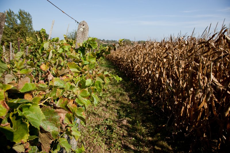 Vigne de Weyersheim © Madeos