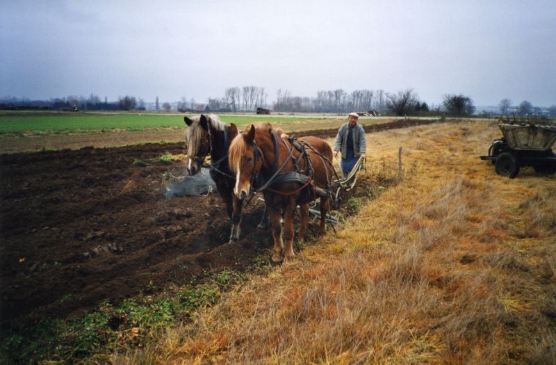 Traction chevaline pour cette ancienne charrue