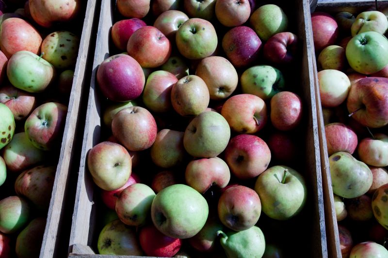 Pommes qui seront préssées à l