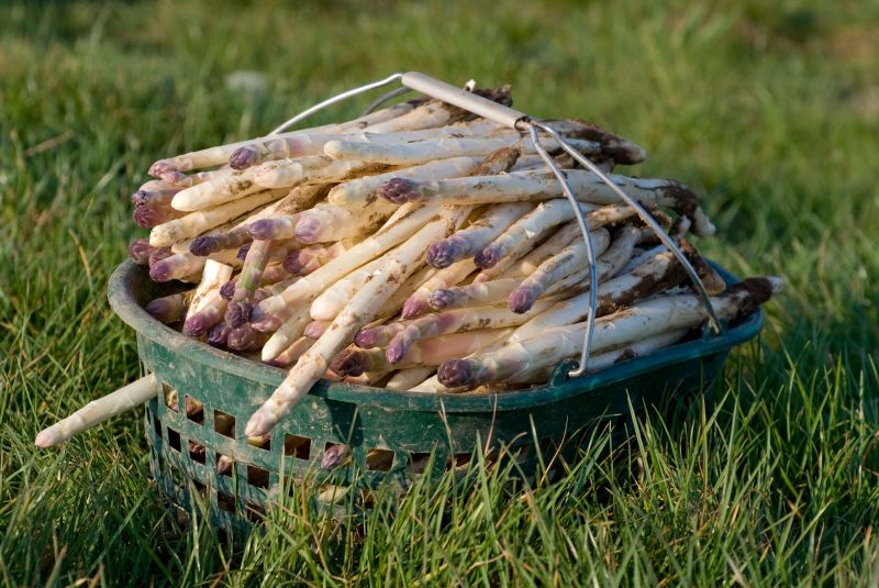Asperges ©Madeos