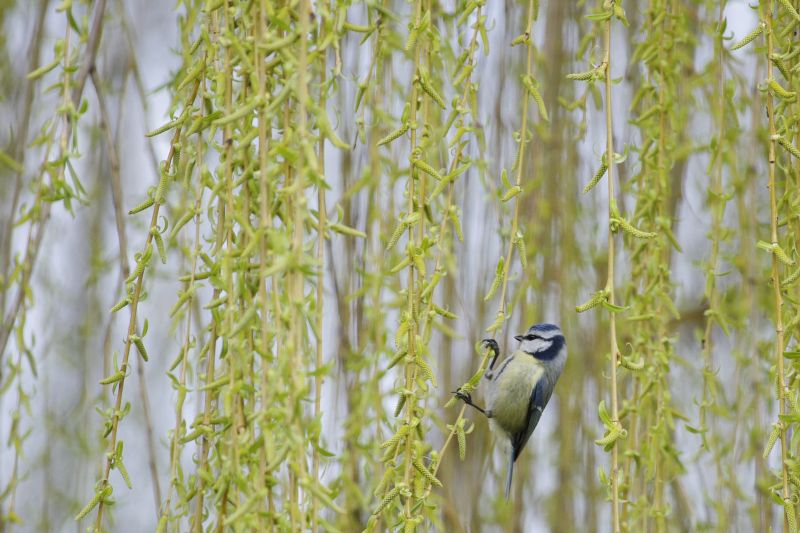 Mésange ©Sylvianne Stehly