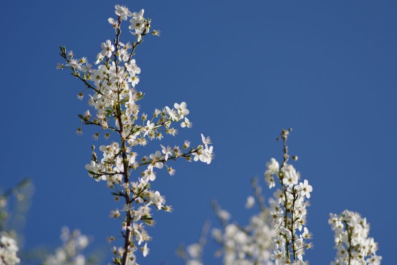 En floraison ©Sylvianne Stehly