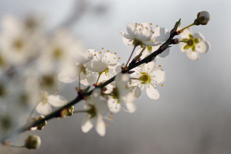 En floraison ©Sylvianne Stehly