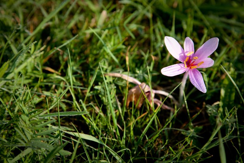 Fleur ©Sylvianne Stehly