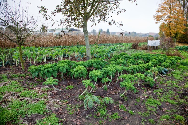 Choux kale dans les jardins hoerdtois ©Madeos