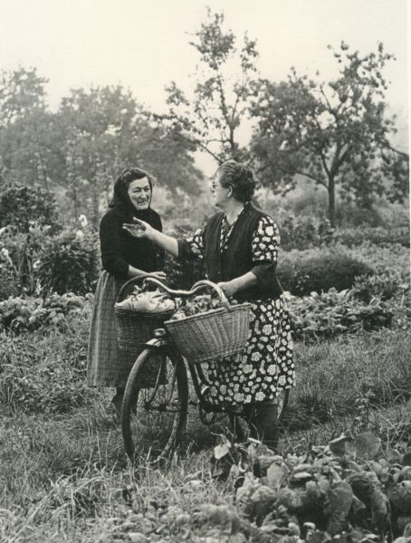 Les jardins maraîchers du ried à Hoerdt en 1981 ©Hoerdt, images d