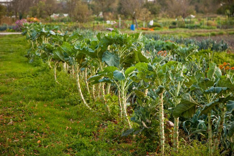 Les jardins maraîchers du Ried ©Madeos