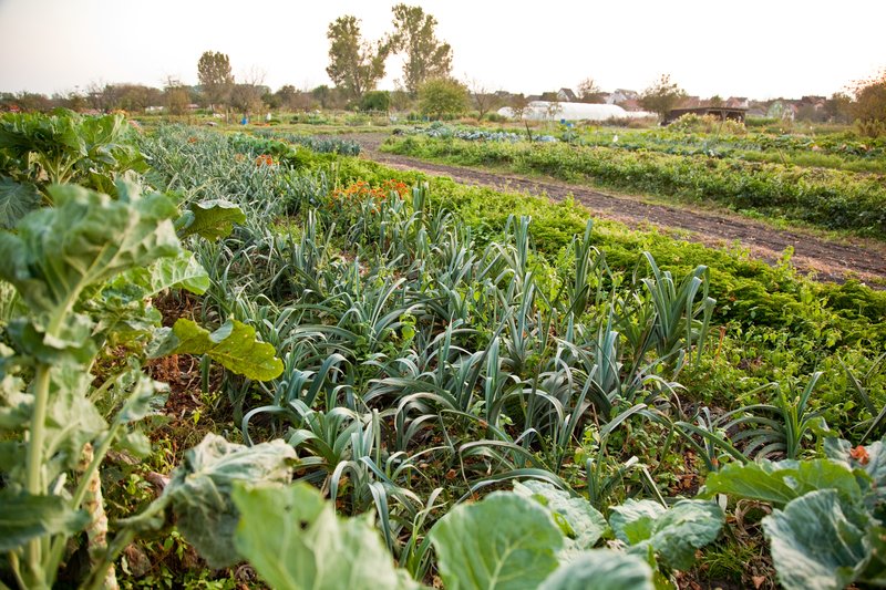 Les jardins maraîchers du Ried ©Madeos