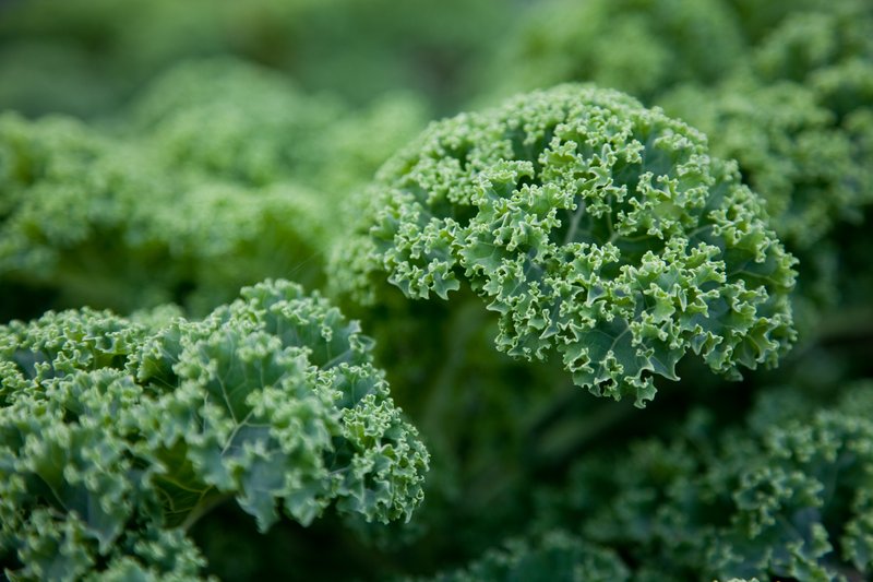 Un légume atypique, le choux kale ©Madeos
