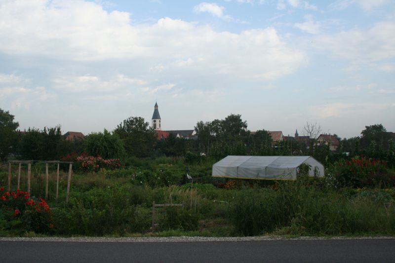 Vue sur les jardins du ried à Hoerdt ©Madeos